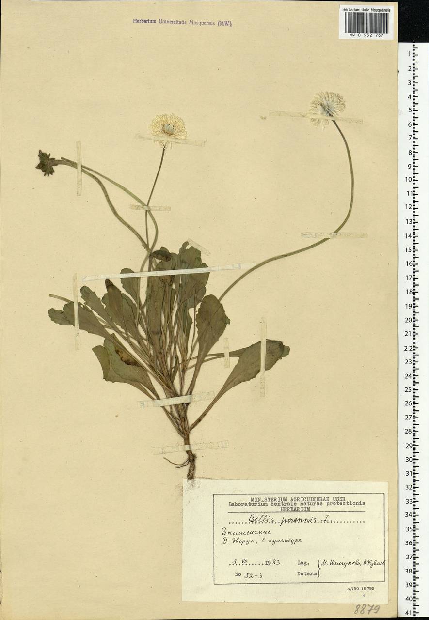 Bellis perennis L., Eastern Europe, Moscow region (E4a) (Russia)