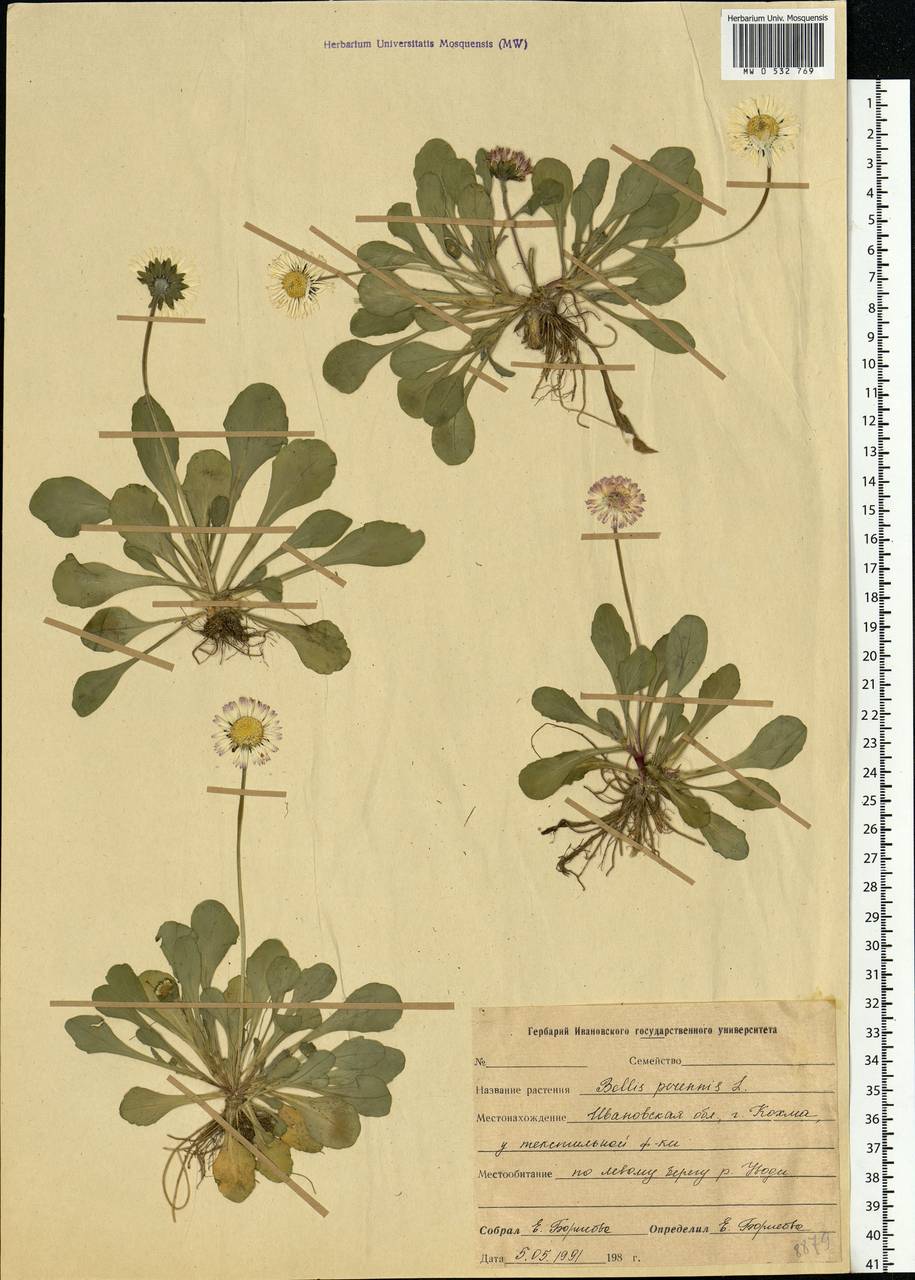Bellis perennis L., Eastern Europe, Central forest region (E5) (Russia)