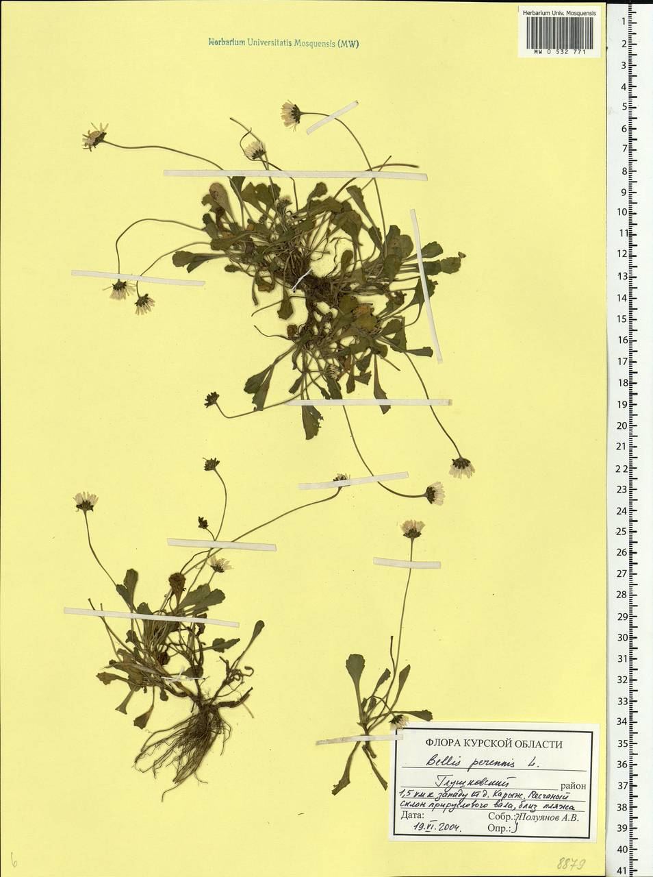 Bellis perennis L., Eastern Europe, Central forest-and-steppe region (E6) (Russia)