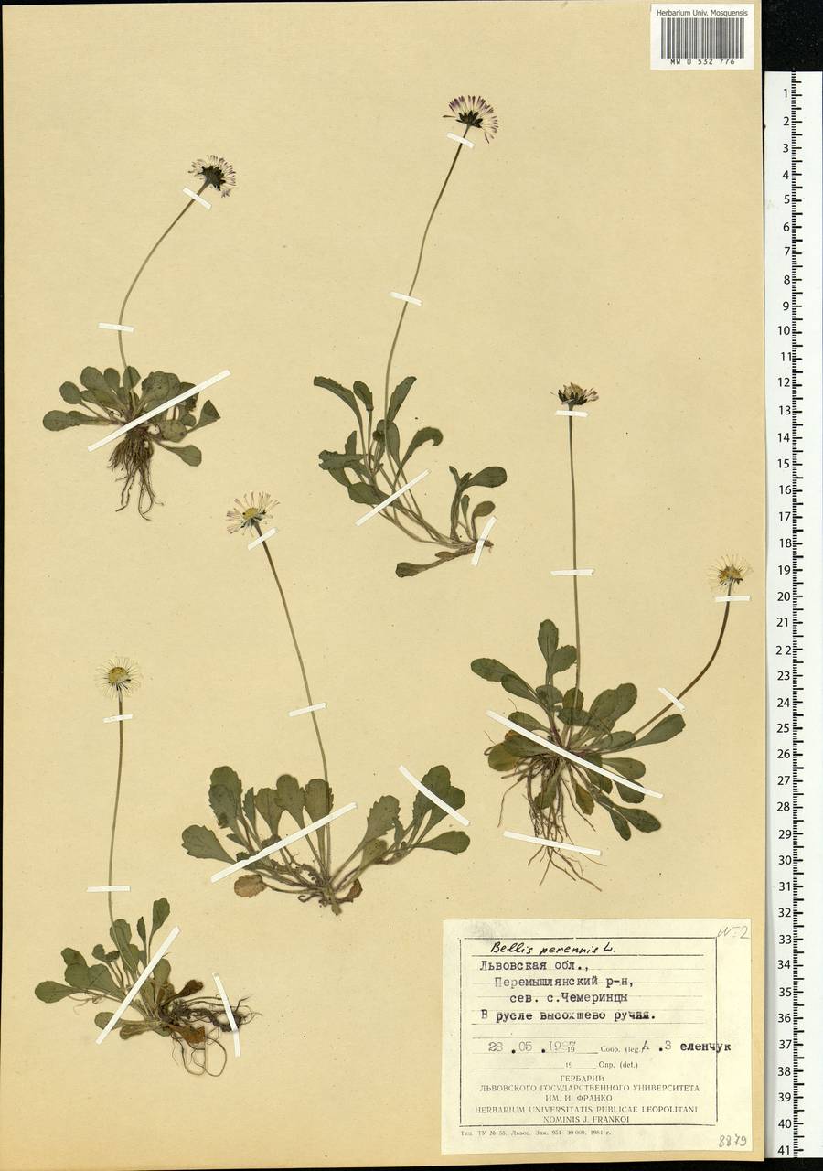 Bellis perennis L., Eastern Europe, West Ukrainian region (E13) (Ukraine)