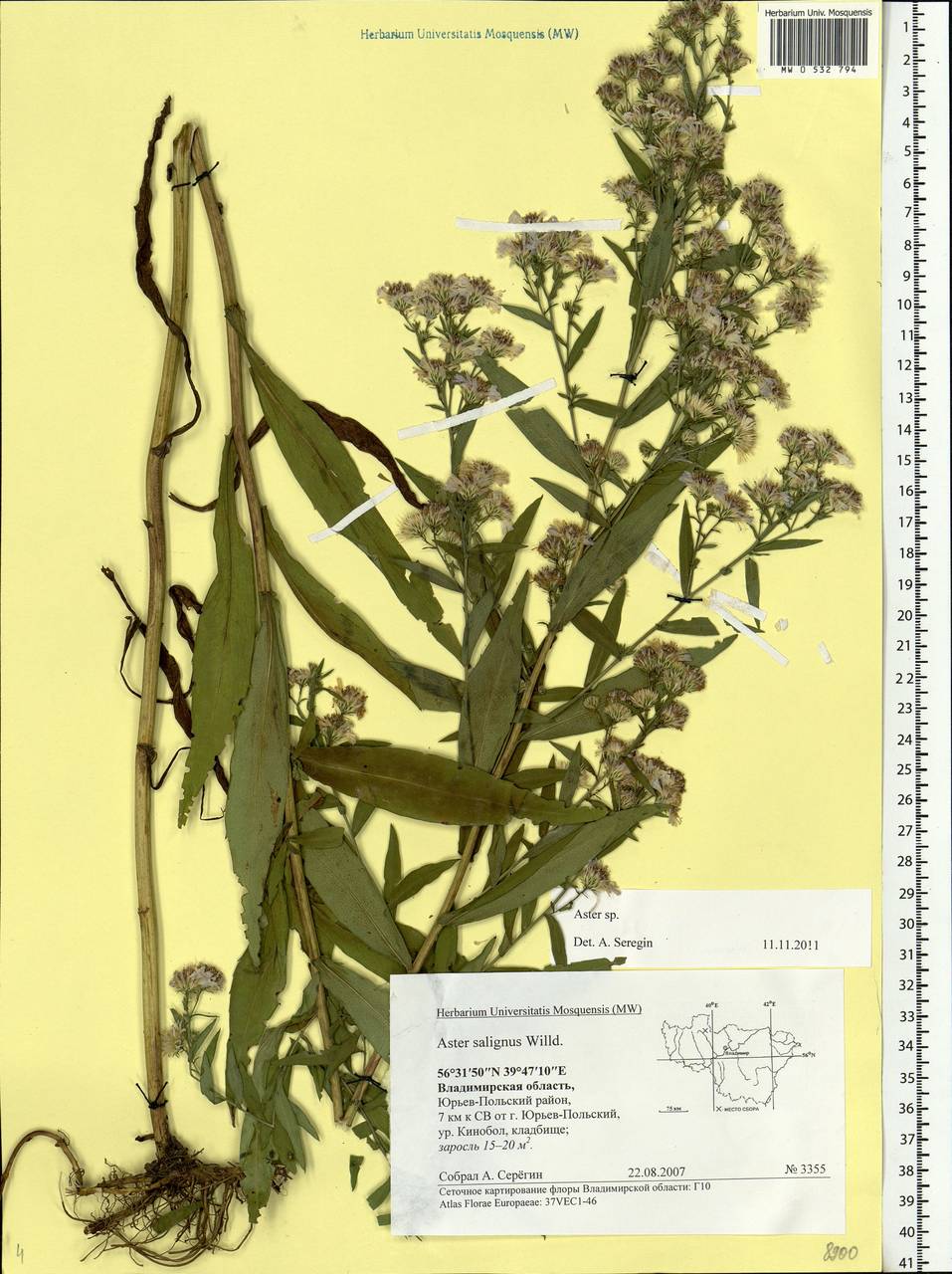 Aster, Eastern Europe, Central region (E4) (Russia)