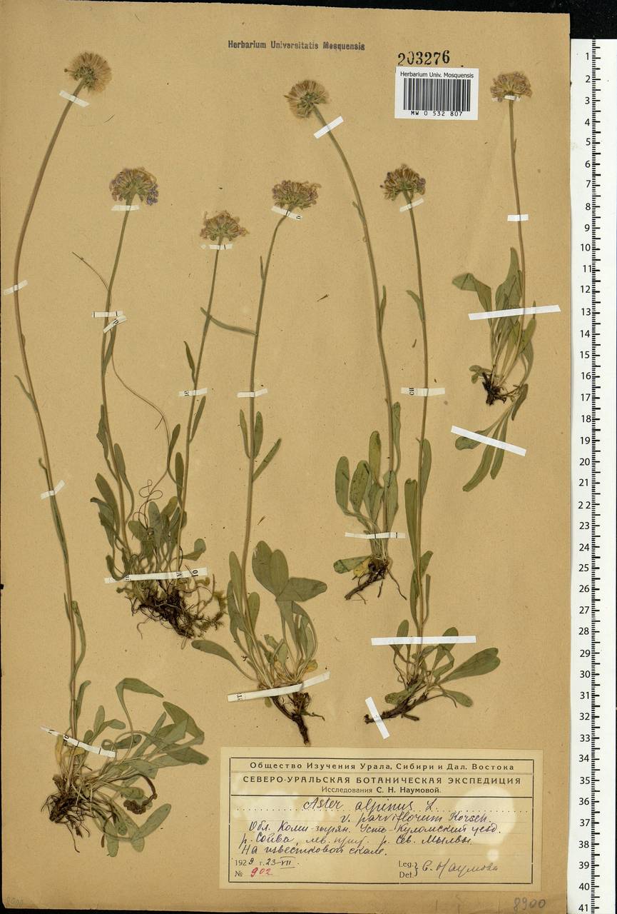 Aster alpinus L., Eastern Europe, Northern region (E1) (Russia)