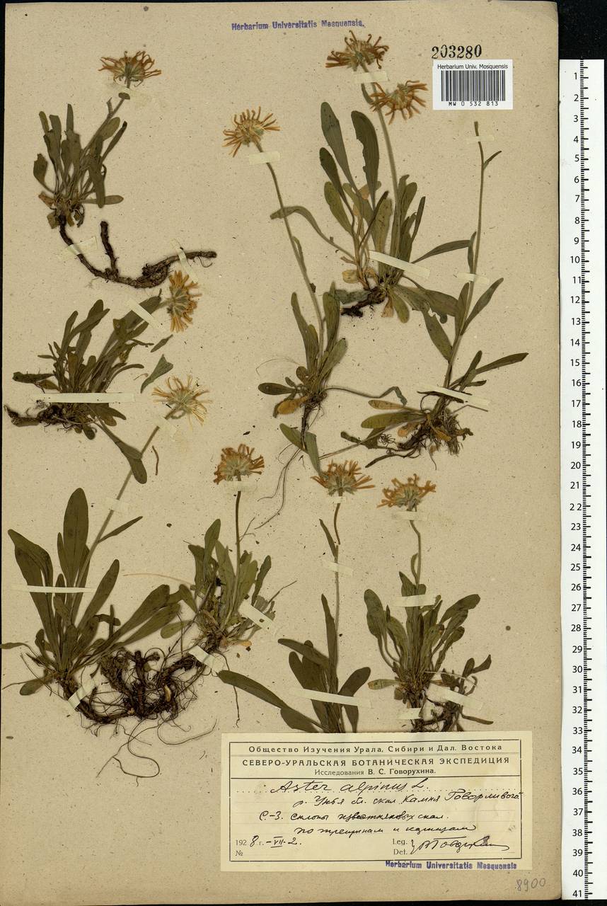 Aster alpinus L., Eastern Europe, Northern region (E1) (Russia)