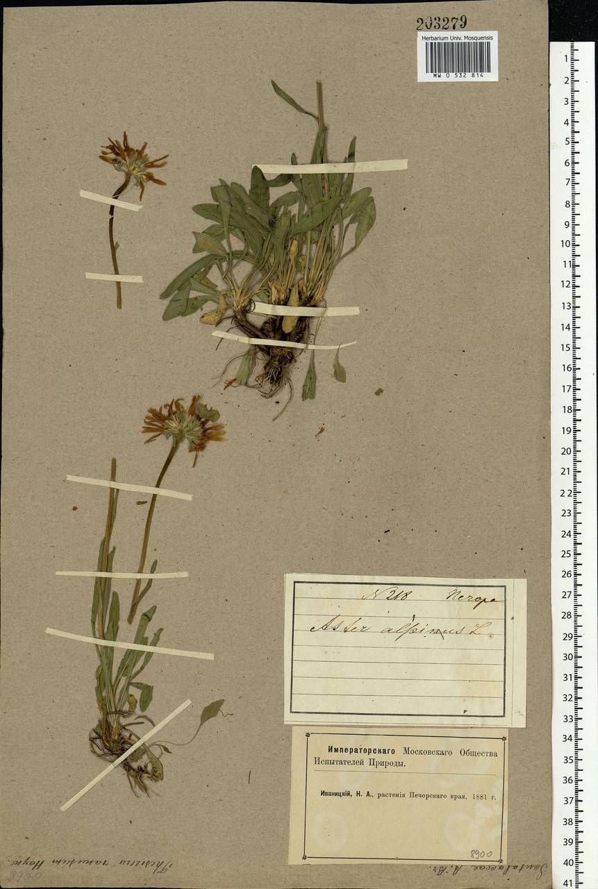 Aster alpinus L., Eastern Europe, Northern region (E1) (Russia)