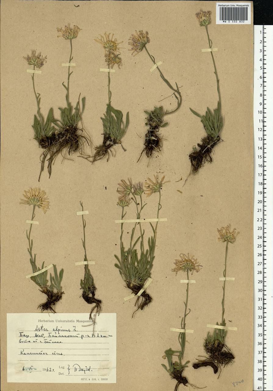 Aster alpinus L., Eastern Europe, Eastern region (E10) (Russia)