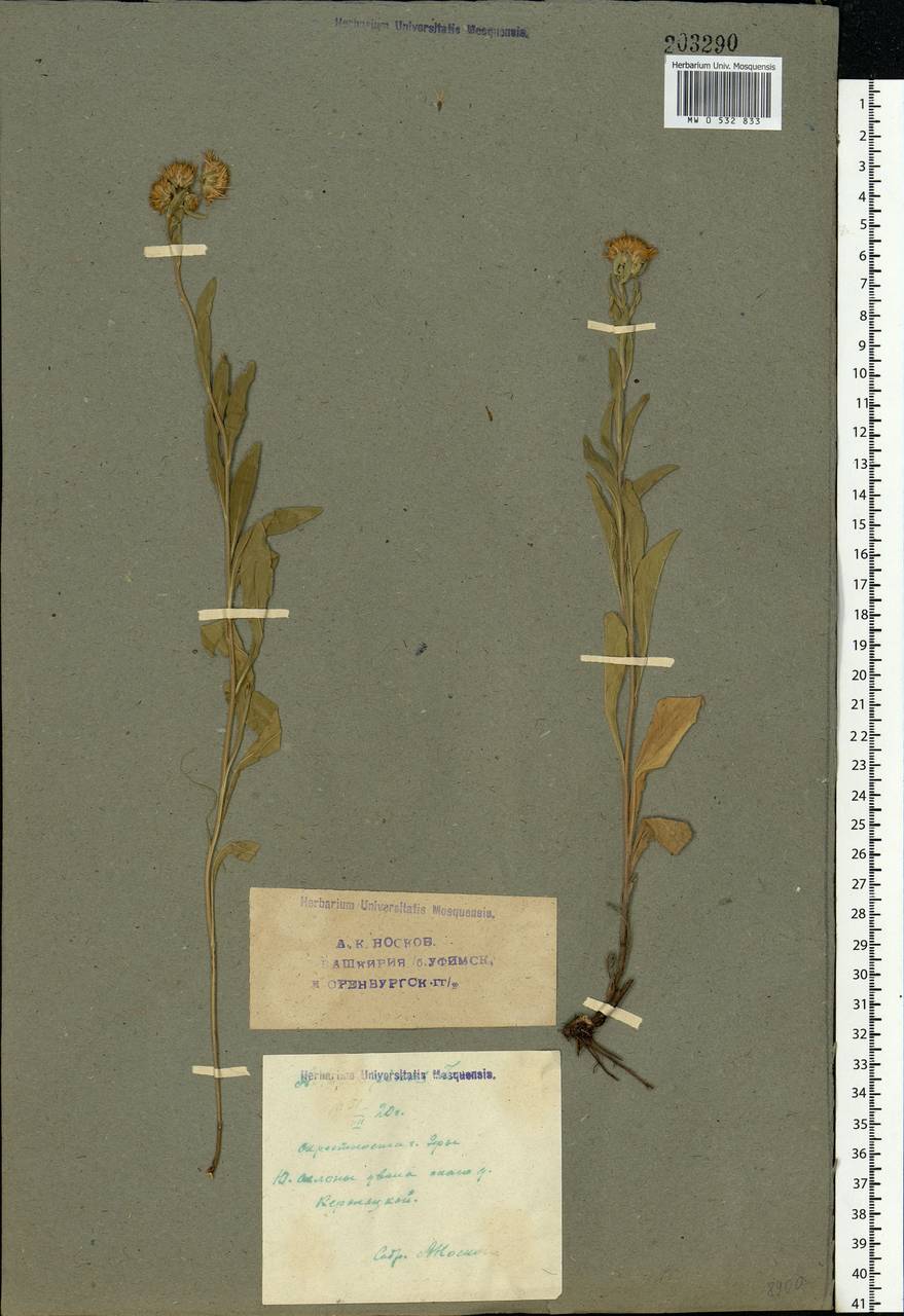 Aster alpinus L., Eastern Europe, Eastern region (E10) (Russia)