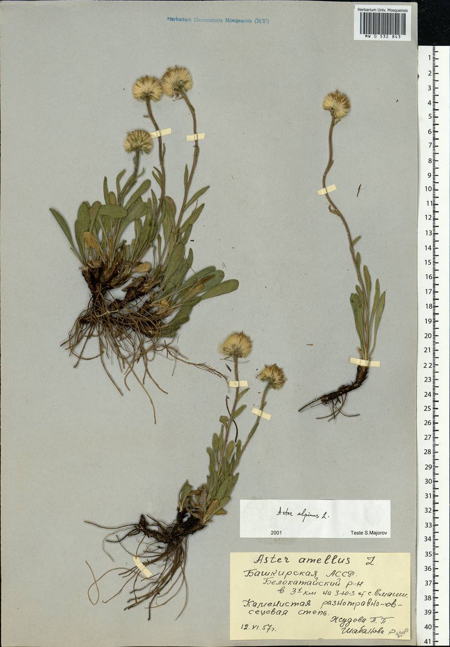 Aster alpinus L., Eastern Europe, Eastern region (E10) (Russia)