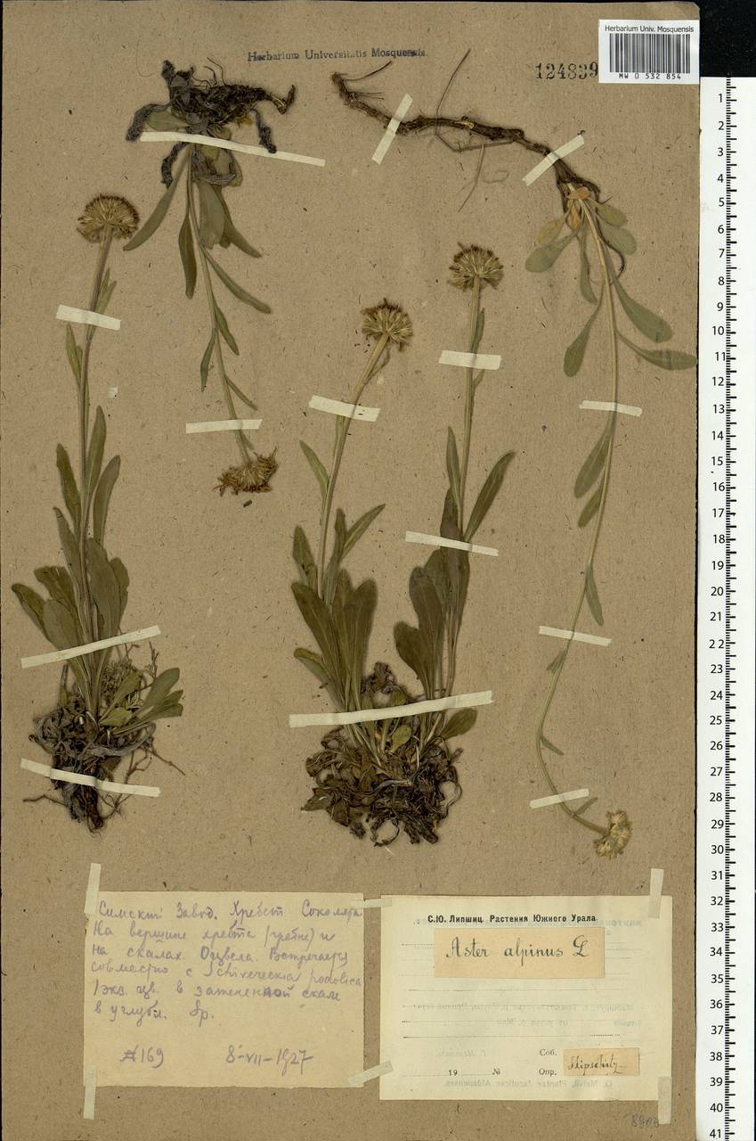 Aster alpinus L., Eastern Europe, Eastern region (E10) (Russia)