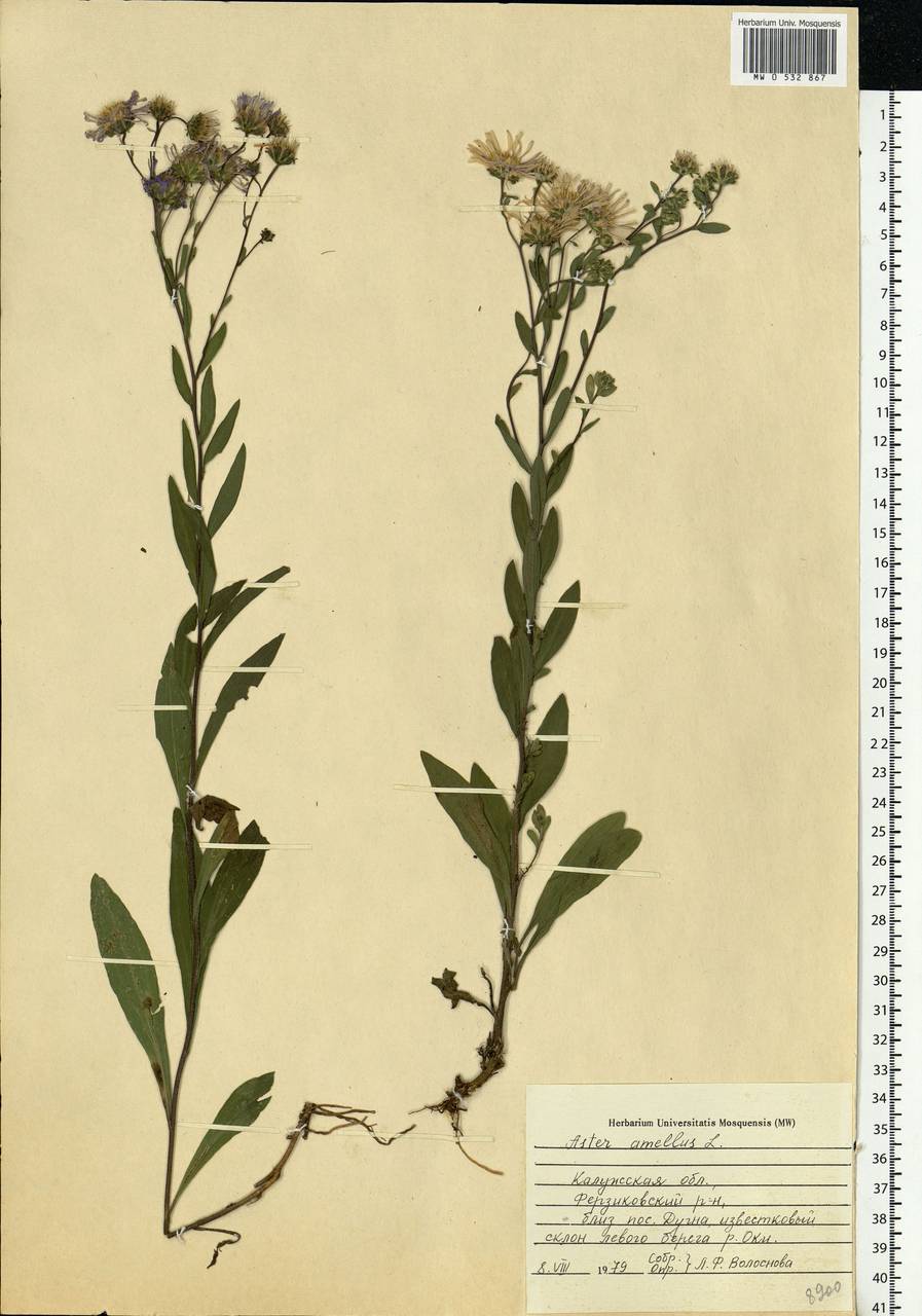 Aster amellus L., Eastern Europe, Central region (E4) (Russia)