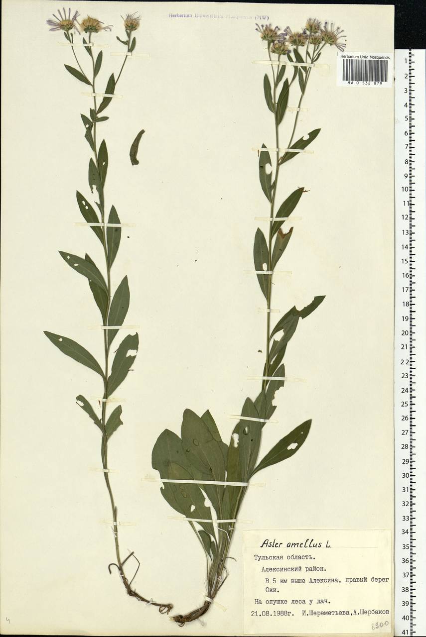 Aster amellus L., Eastern Europe, Central region (E4) (Russia)