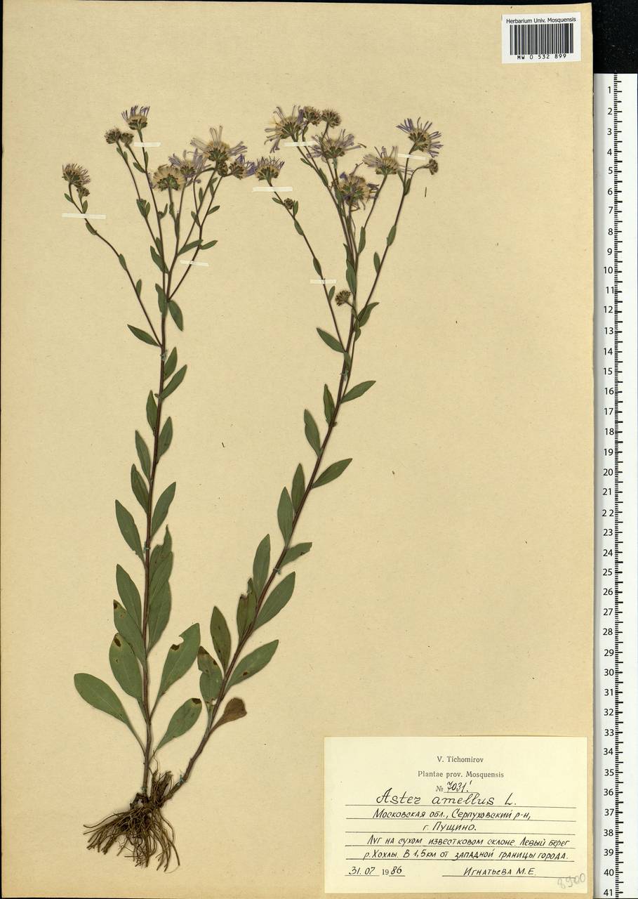 Aster amellus L., Eastern Europe, Moscow region (E4a) (Russia)