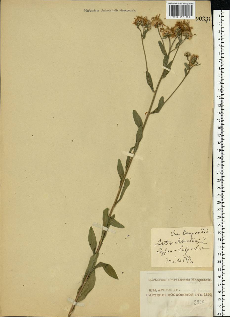 Aster amellus L., Eastern Europe, Moscow region (E4a) (Russia)