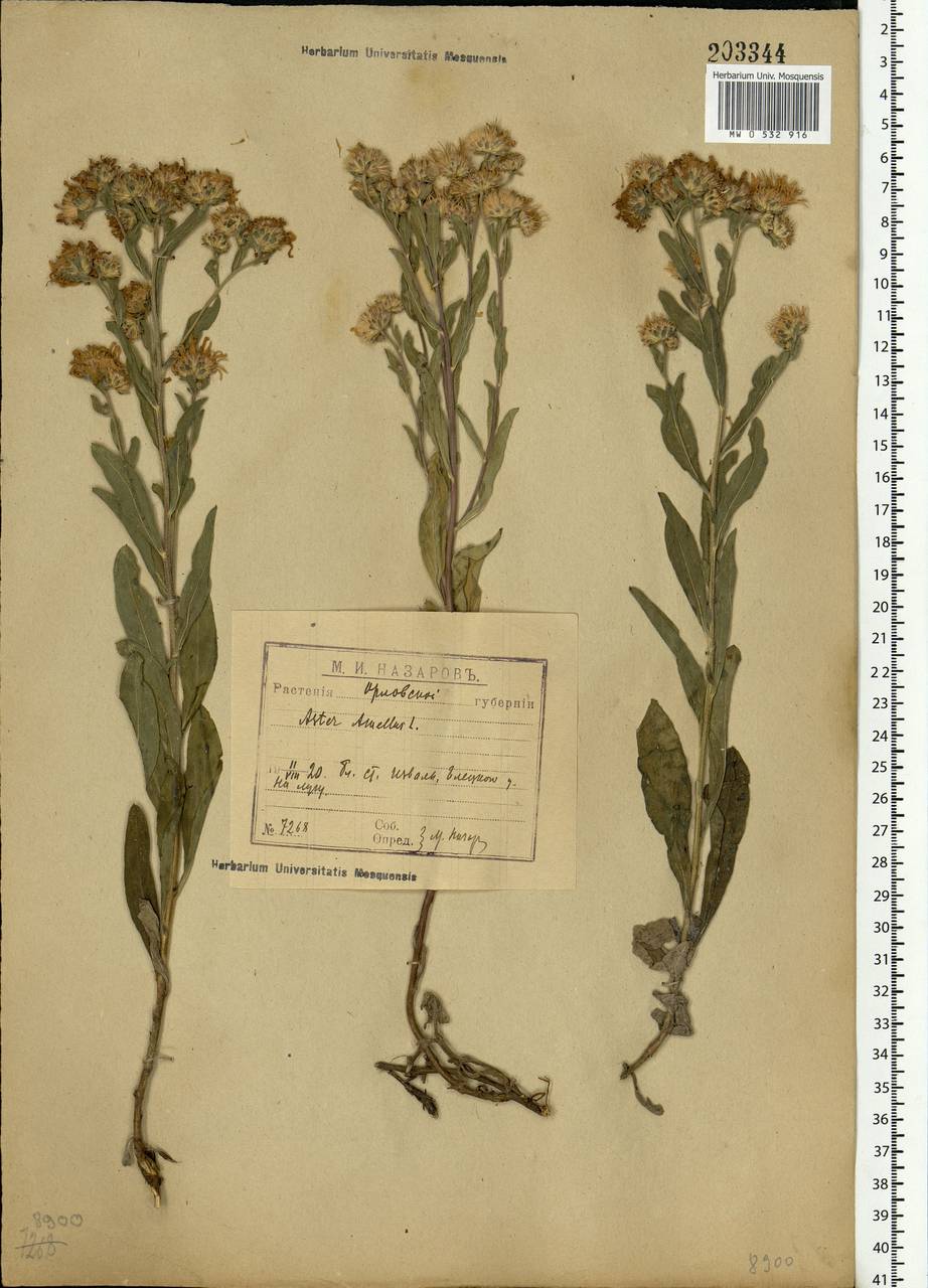 Aster amellus L., Eastern Europe, Central forest-and-steppe region (E6) (Russia)