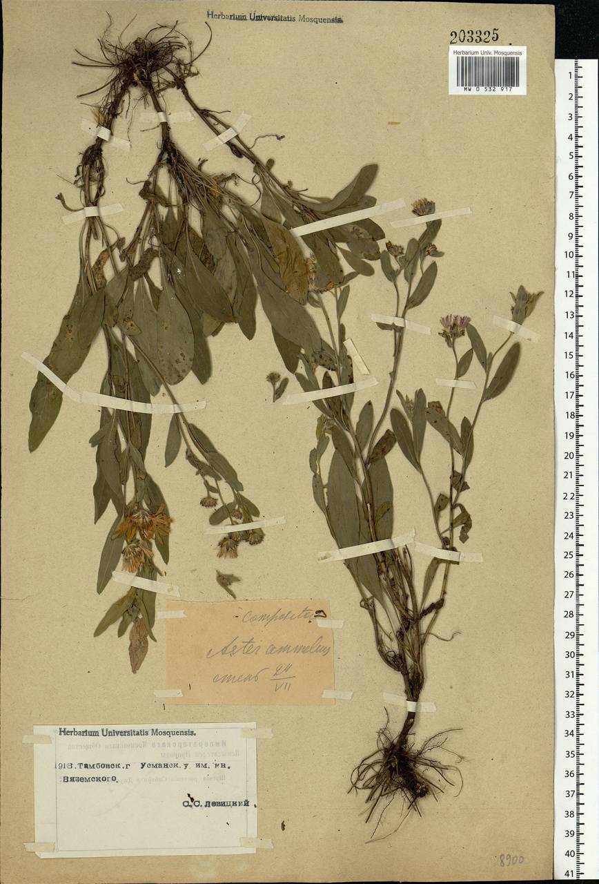 Aster amellus L., Eastern Europe, Central forest-and-steppe region (E6) (Russia)