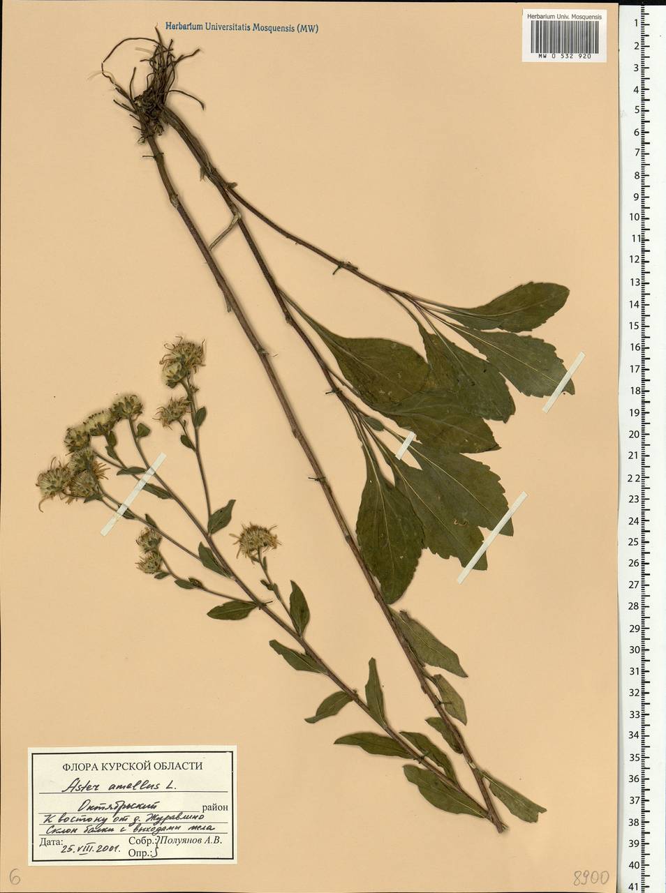 Aster amellus L., Eastern Europe, Central forest-and-steppe region (E6) (Russia)