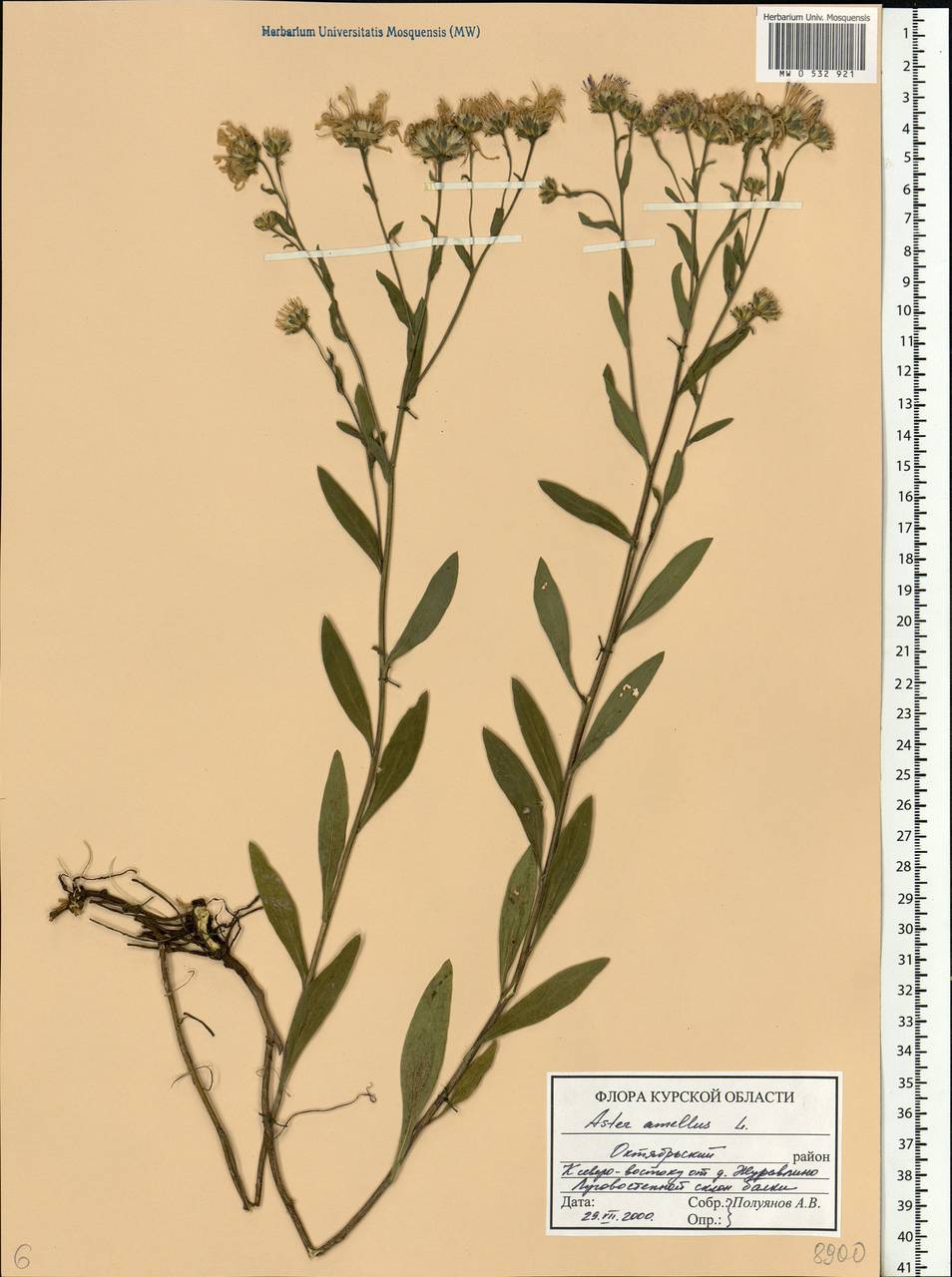 Aster amellus L., Eastern Europe, Central forest-and-steppe region (E6) (Russia)