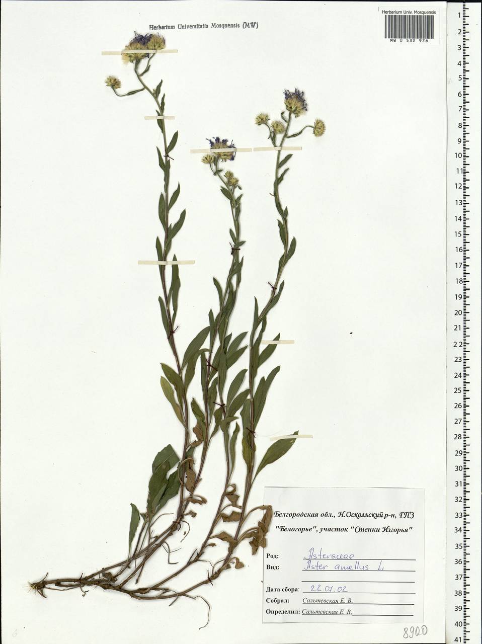 Aster amellus L., Eastern Europe, Central forest-and-steppe region (E6) (Russia)