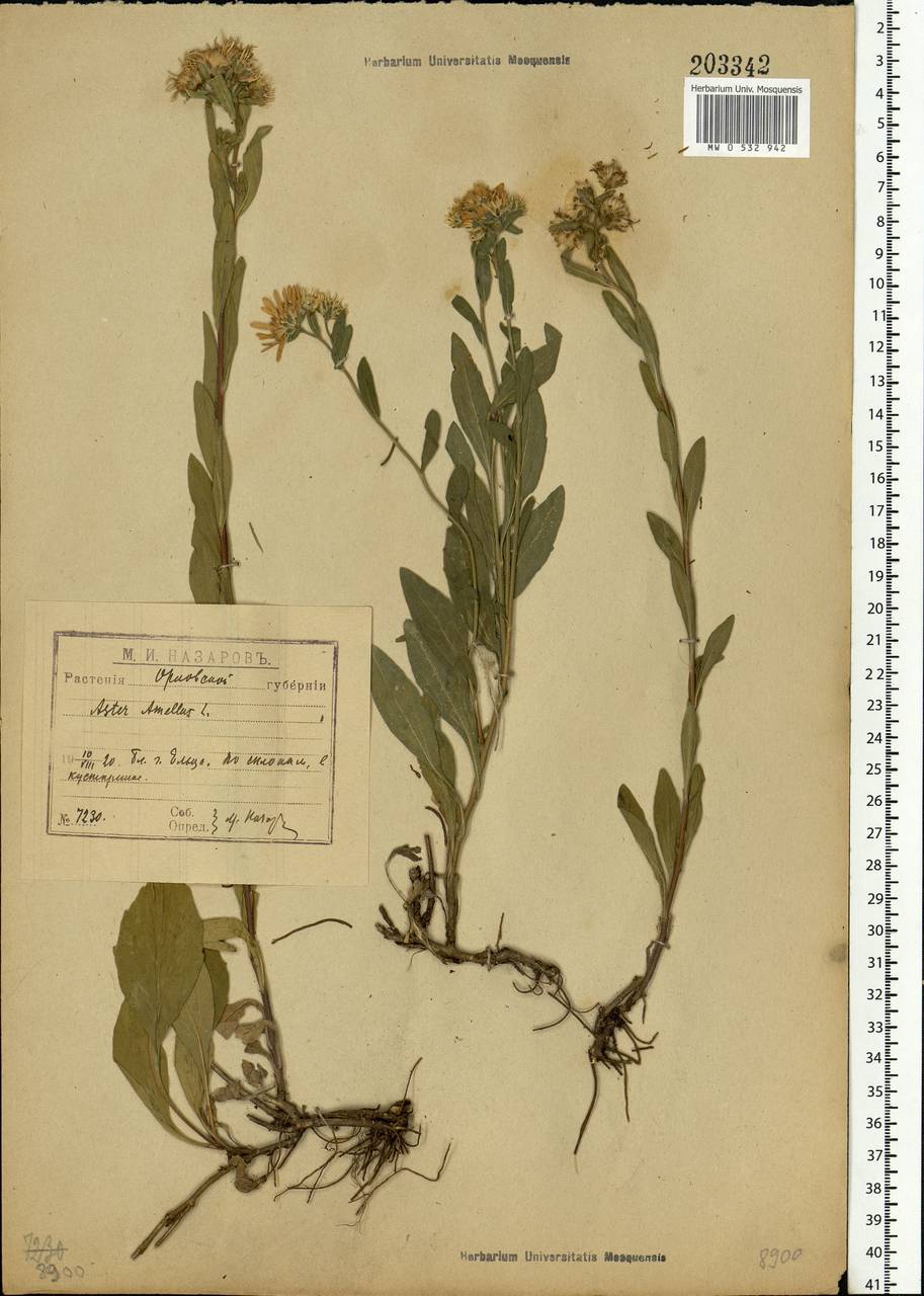 Aster amellus L., Eastern Europe, Central forest-and-steppe region (E6) (Russia)