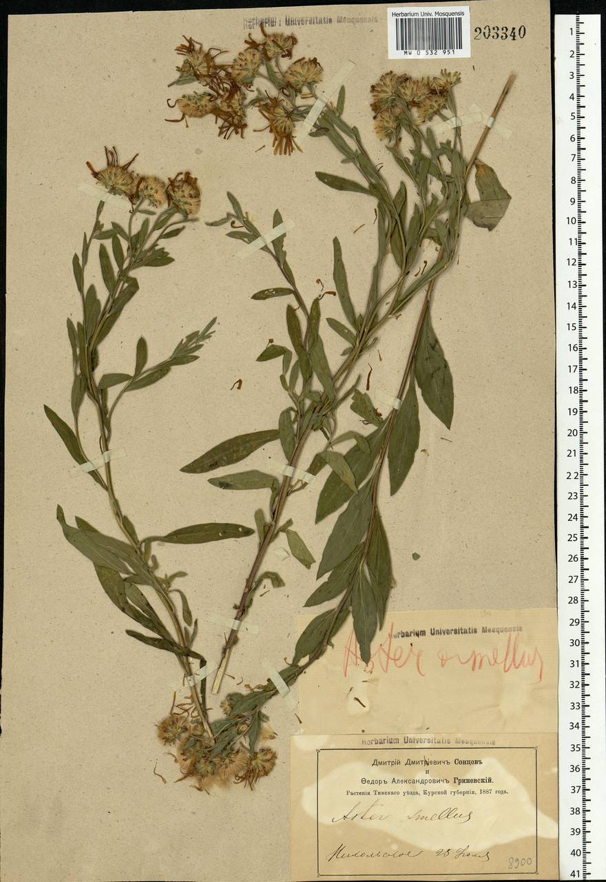 Aster amellus L., Eastern Europe, Central forest-and-steppe region (E6) (Russia)