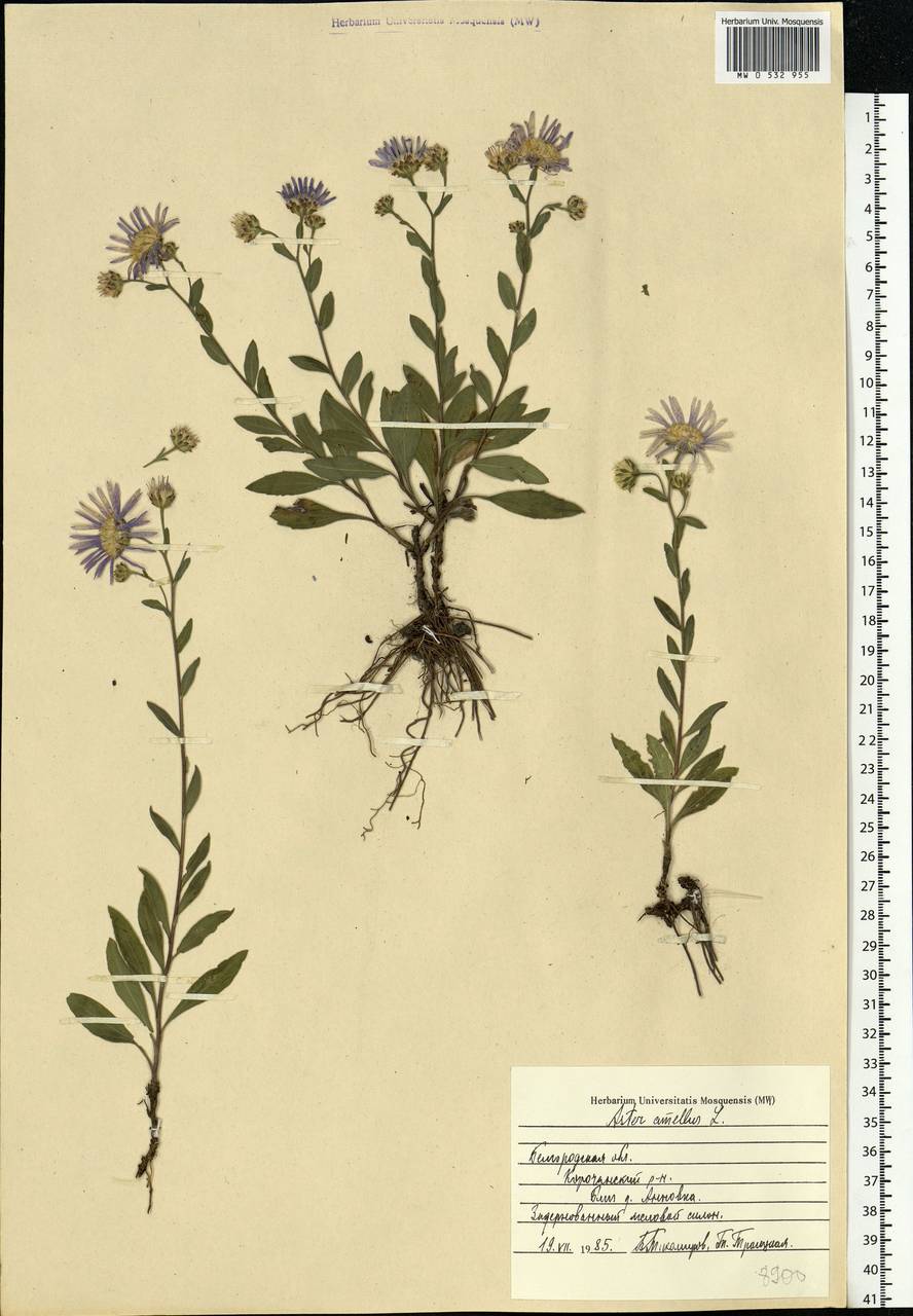 Aster amellus L., Eastern Europe, Central forest-and-steppe region (E6) (Russia)