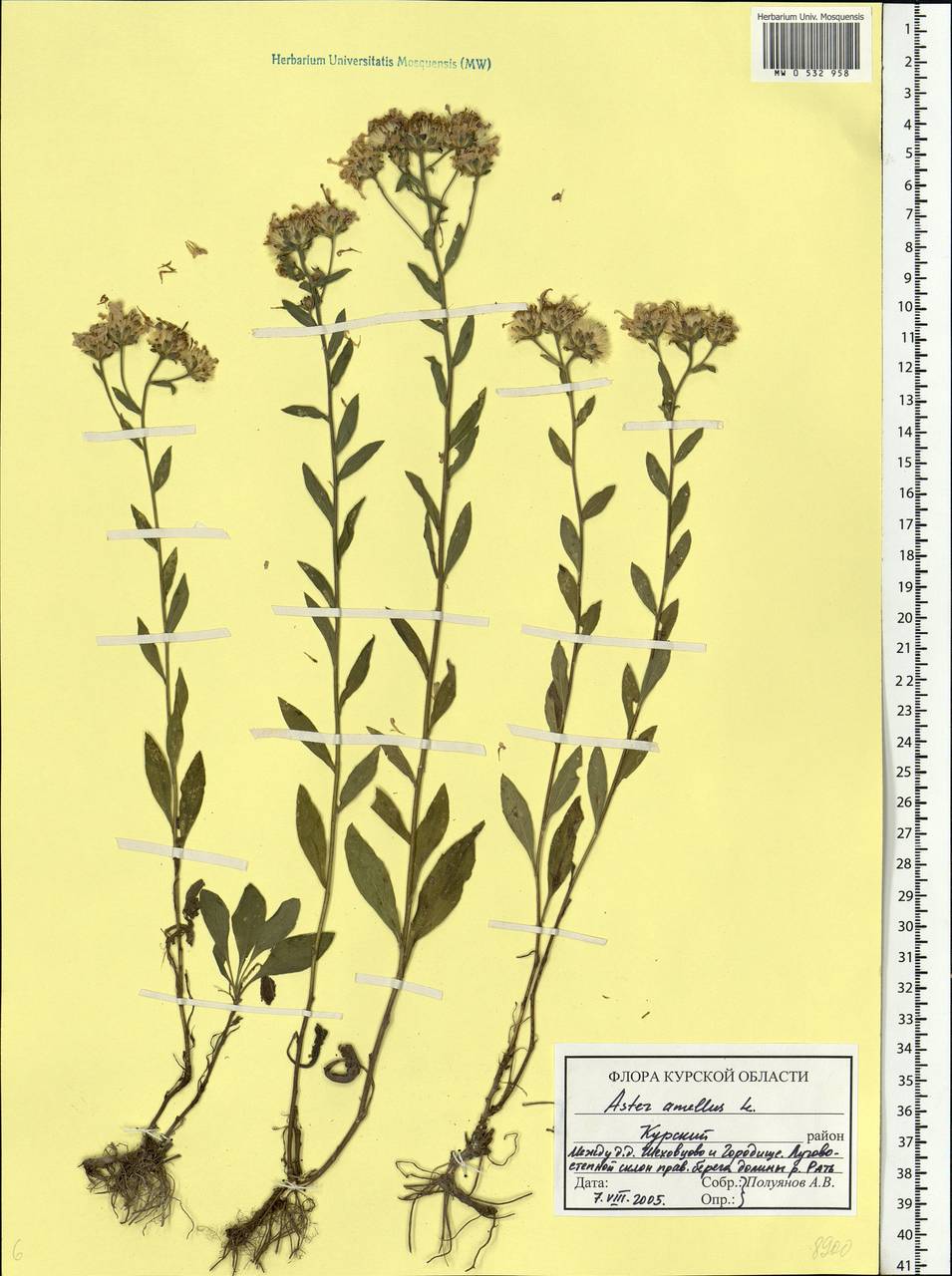 Aster amellus L., Eastern Europe, Central forest-and-steppe region (E6) (Russia)