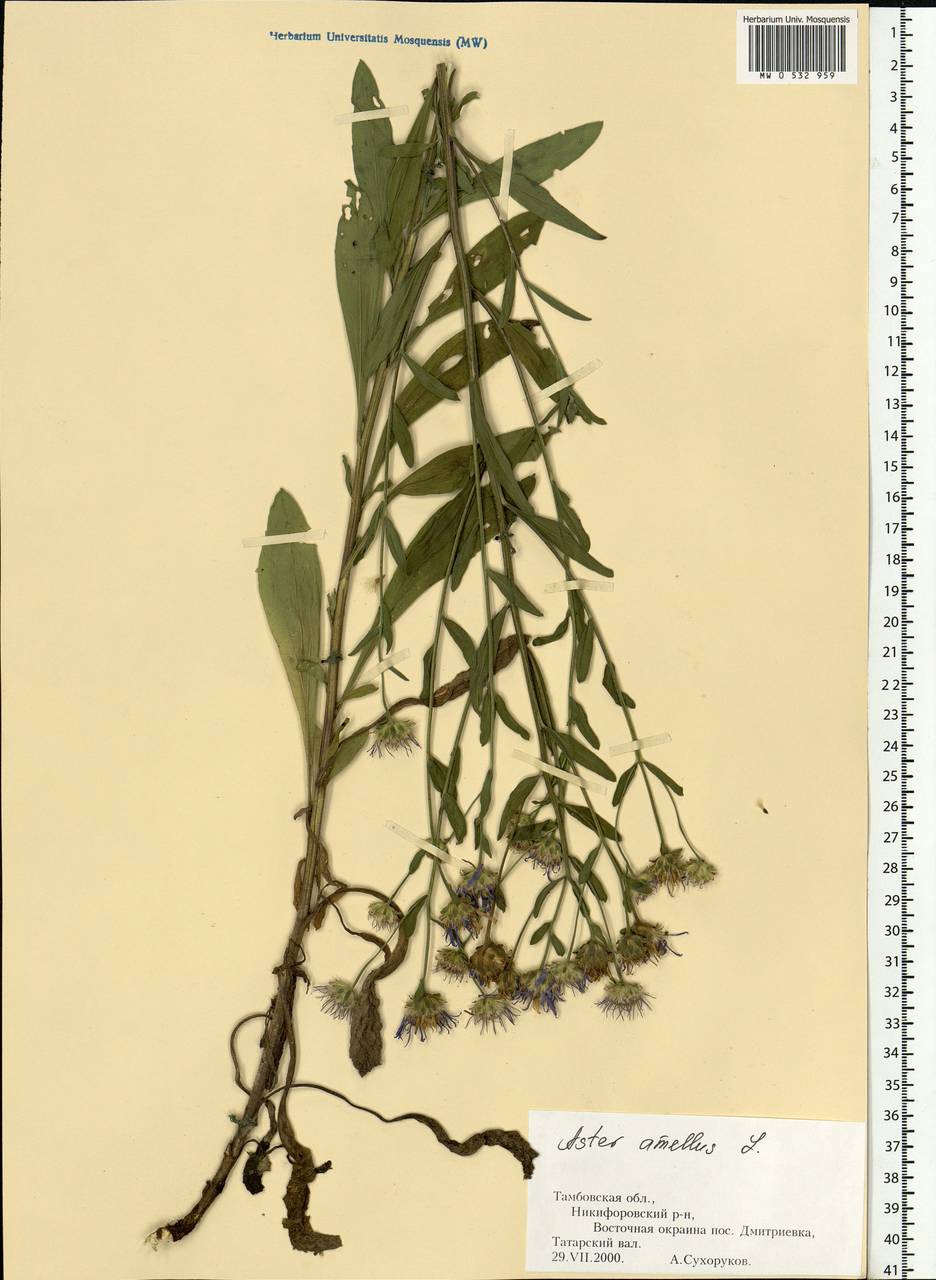 Aster amellus L., Eastern Europe, Central forest-and-steppe region (E6) (Russia)