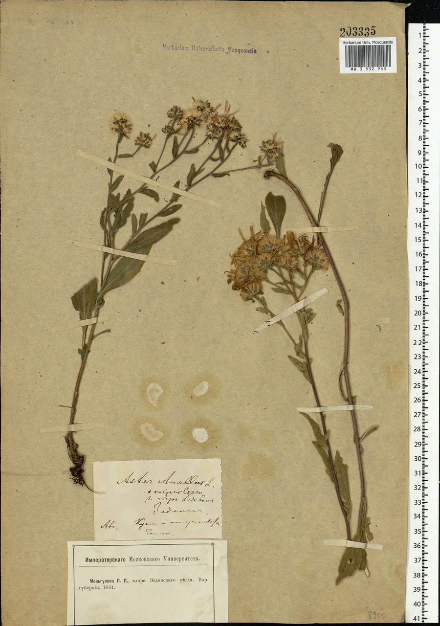 Aster amellus L., Eastern Europe, Central forest-and-steppe region (E6) (Russia)