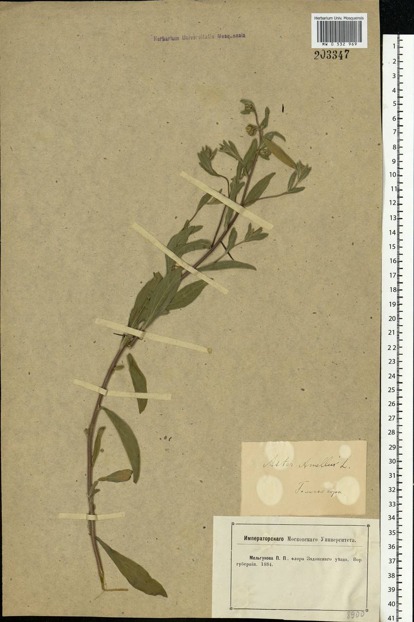 Aster amellus L., Eastern Europe, Central forest-and-steppe region (E6) (Russia)