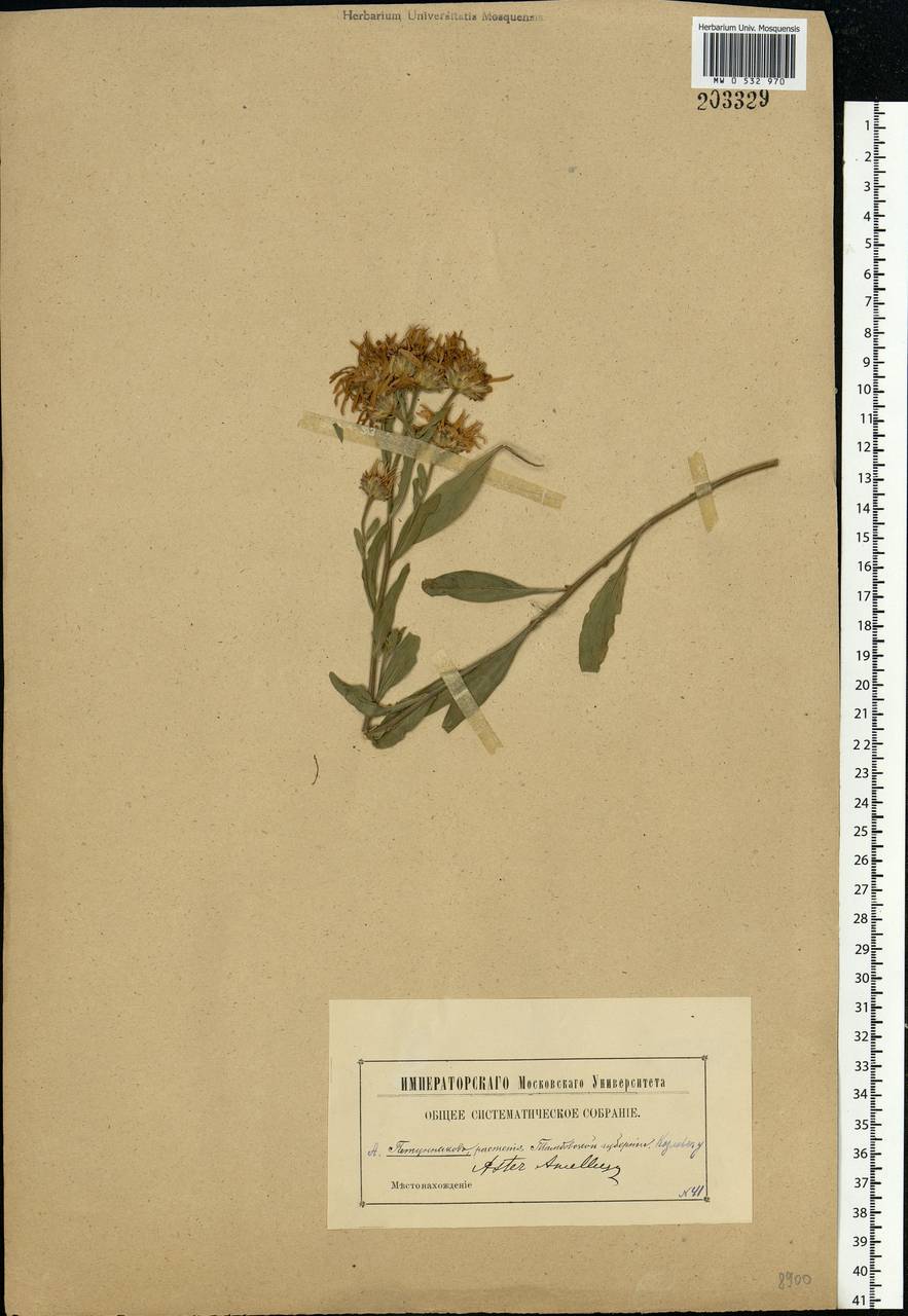 Aster amellus L., Eastern Europe, Central forest-and-steppe region (E6) (Russia)