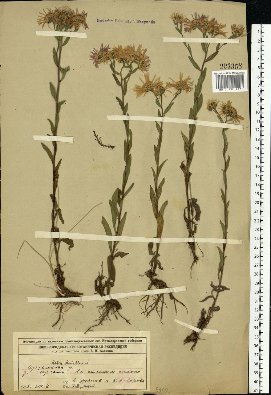 Aster amellus L., Eastern Europe, Volga-Kama region (E7) (Russia)