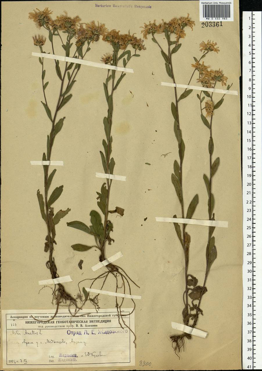 Aster amellus L., Eastern Europe, Volga-Kama region (E7) (Russia)