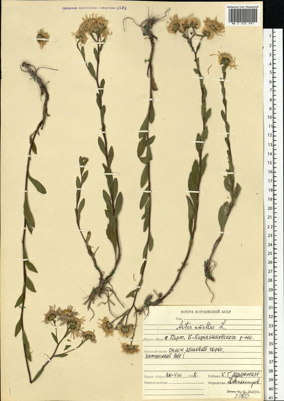 Aster amellus L., Eastern Europe, Middle Volga region (E8) (Russia)