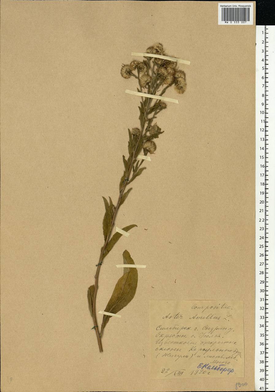 Aster amellus L., Eastern Europe, Middle Volga region (E8) (Russia)