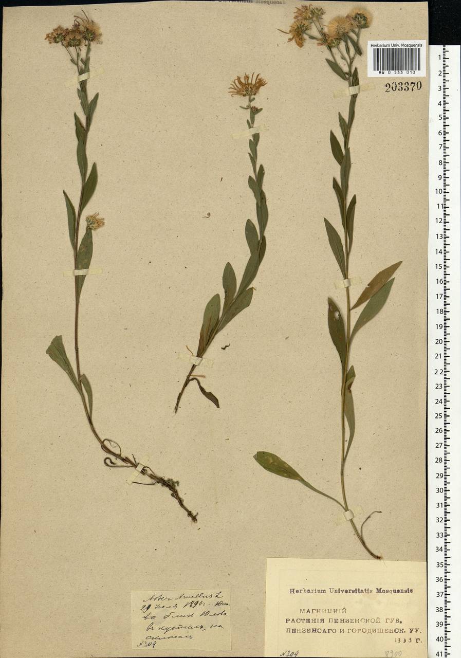 Aster amellus L., Eastern Europe, Middle Volga region (E8) (Russia)