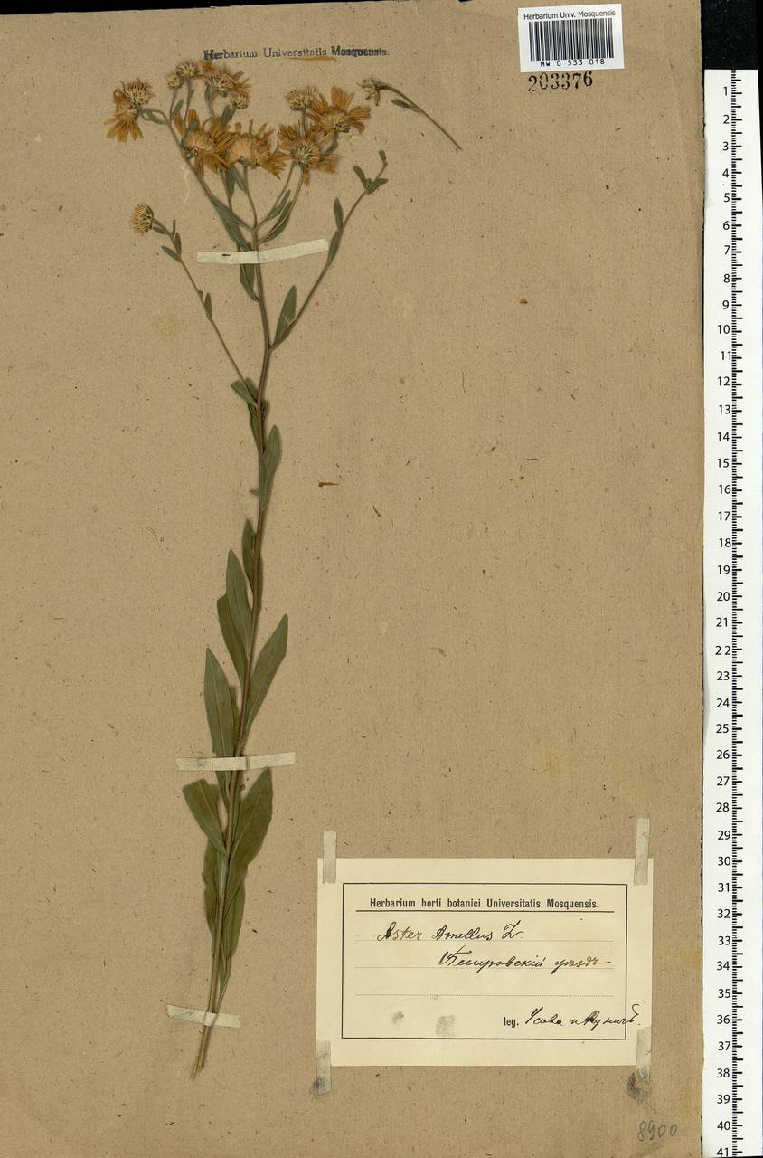 Aster amellus L., Eastern Europe, Lower Volga region (E9) (Russia)