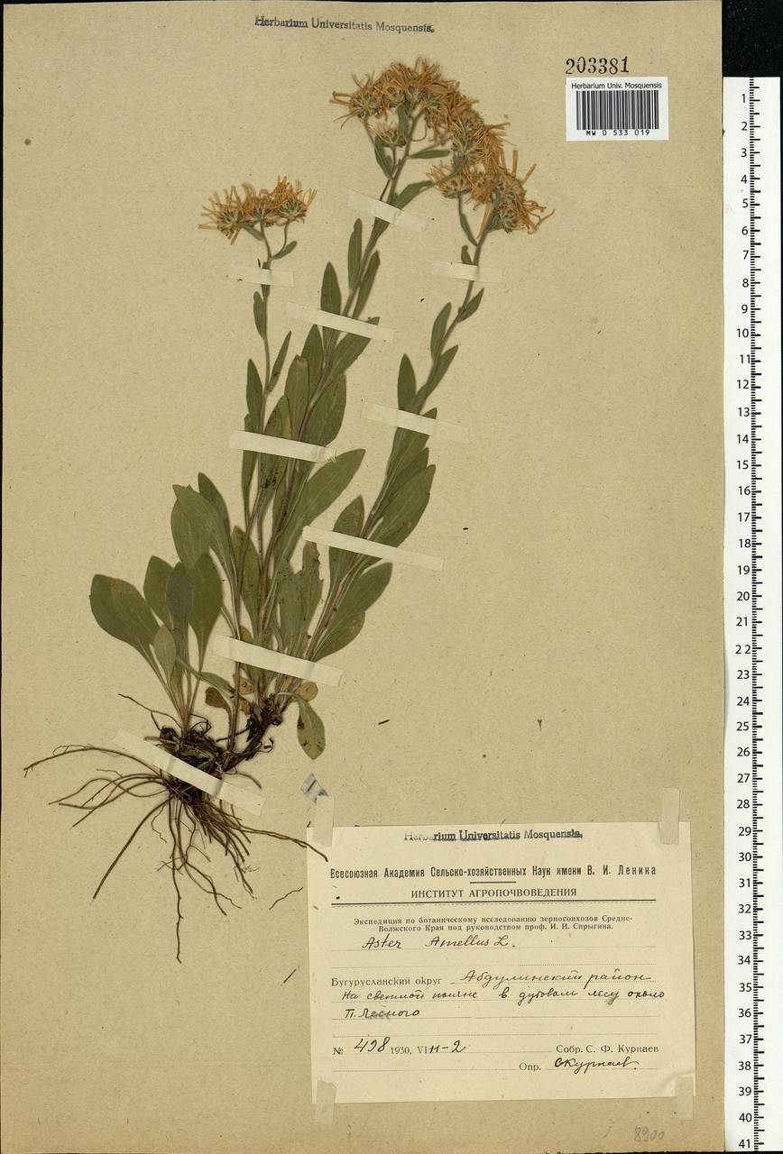 Aster amellus L., Eastern Europe, Eastern region (E10) (Russia)