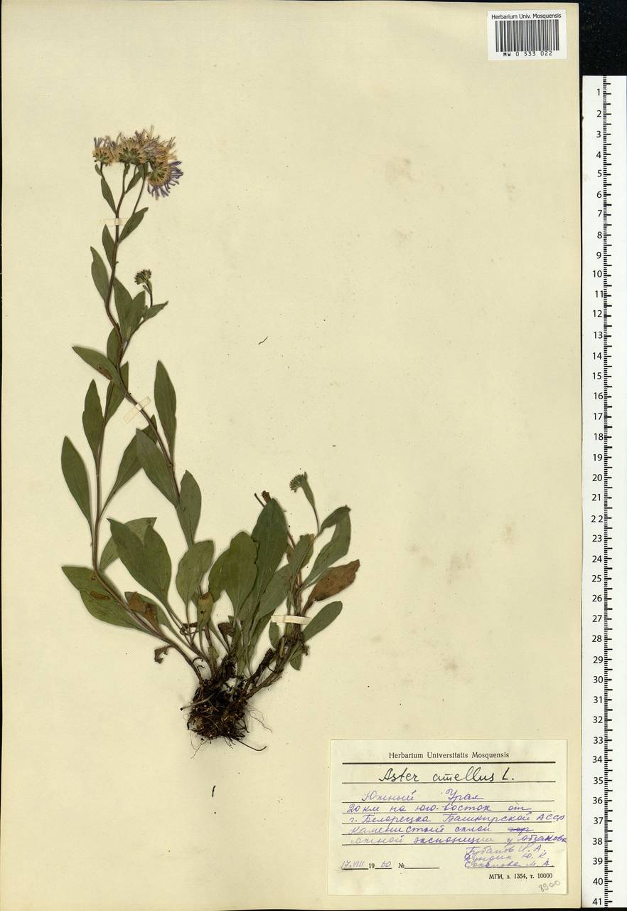 Aster amellus L., Eastern Europe, Eastern region (E10) (Russia)