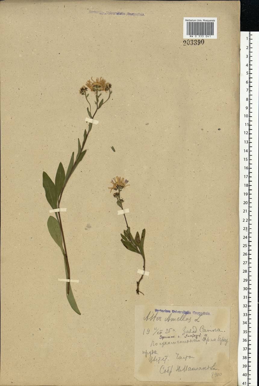 Aster amellus L., Eastern Europe, Eastern region (E10) (Russia)