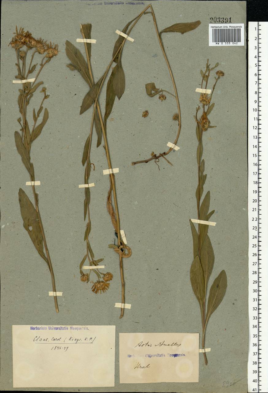 Aster amellus L., Eastern Europe, Eastern region (E10) (Russia)