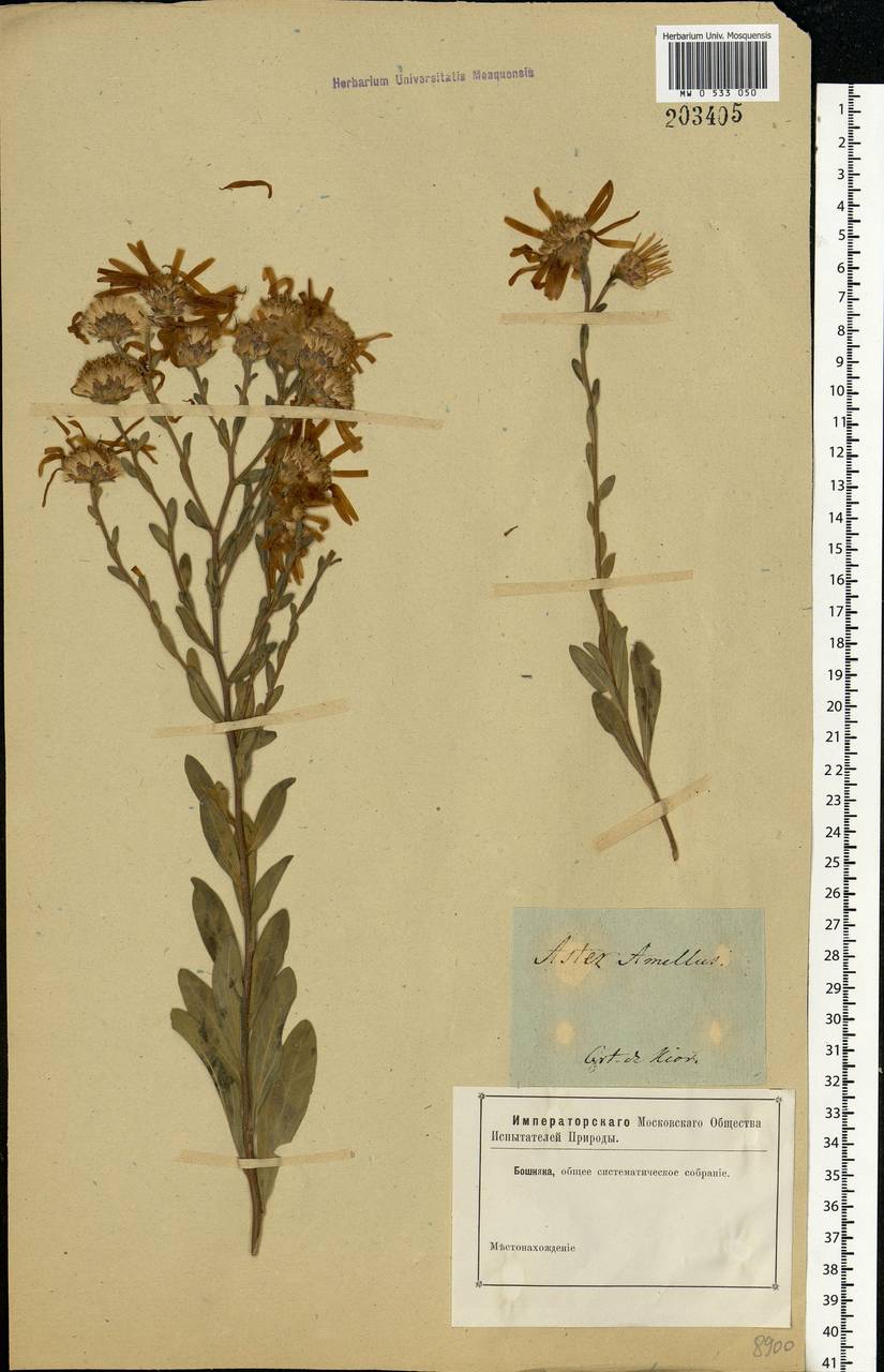 Aster amellus L., Eastern Europe, North Ukrainian region (E11) (Ukraine)