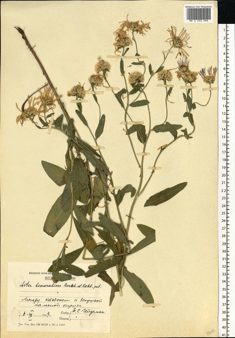 Aster amellus subsp. bessarabicus (Bernh. ex Rchb.) Soó, Eastern Europe, Moldova (E13a) (Moldova)