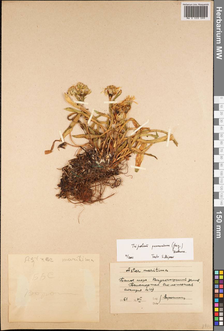 Tripolium pannonicum (Jacq.) Dobrocz., Eastern Europe, Northern region (E1) (Russia)