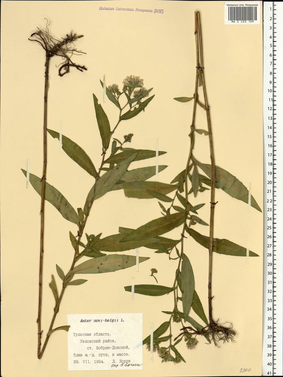 Symphyotrichum novi-belgii (L.) G. L. Nesom, Eastern Europe, Central region (E4) (Russia)