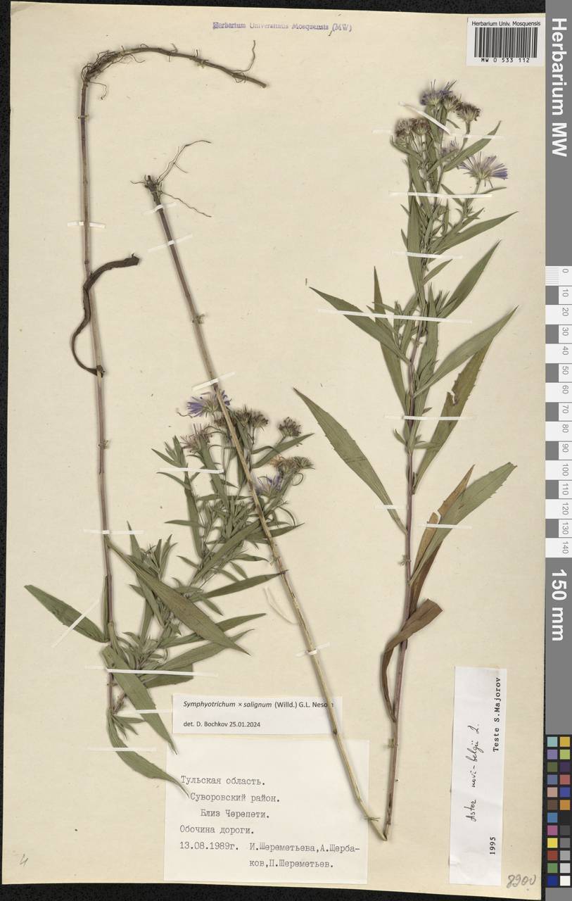 Symphyotrichum × salignum (Willd.) G. L. Nesom, Eastern Europe, Central region (E4) (Russia)