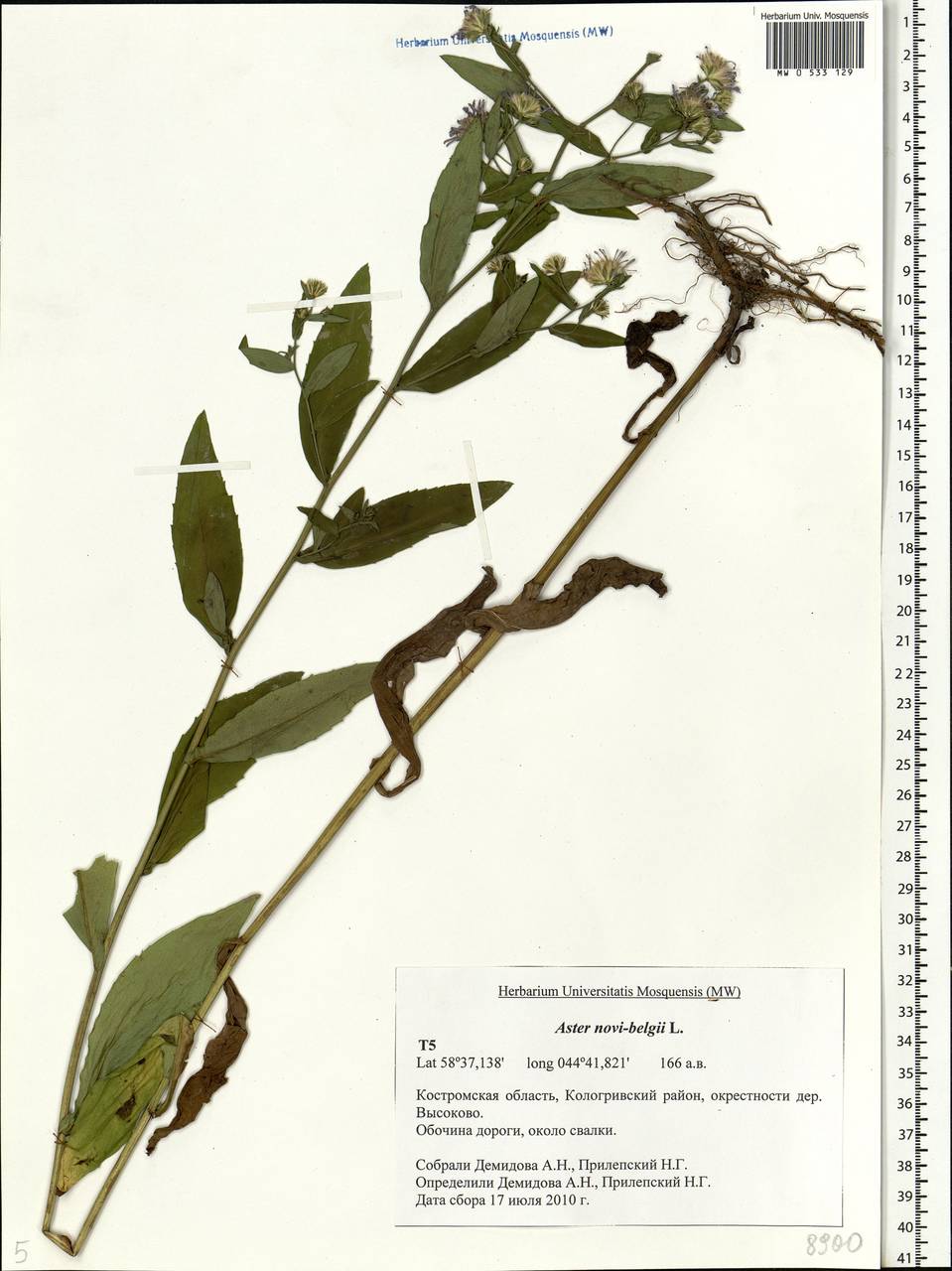 Symphyotrichum novi-belgii (L.) G. L. Nesom, Eastern Europe, Central forest region (E5) (Russia)