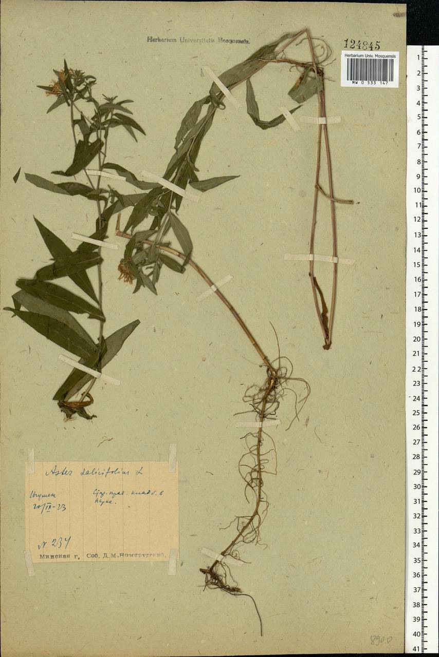 Symphyotrichum ×salignum (Willd.) G. L. Nesom, Eastern Europe, Belarus (E3a) (Belarus)