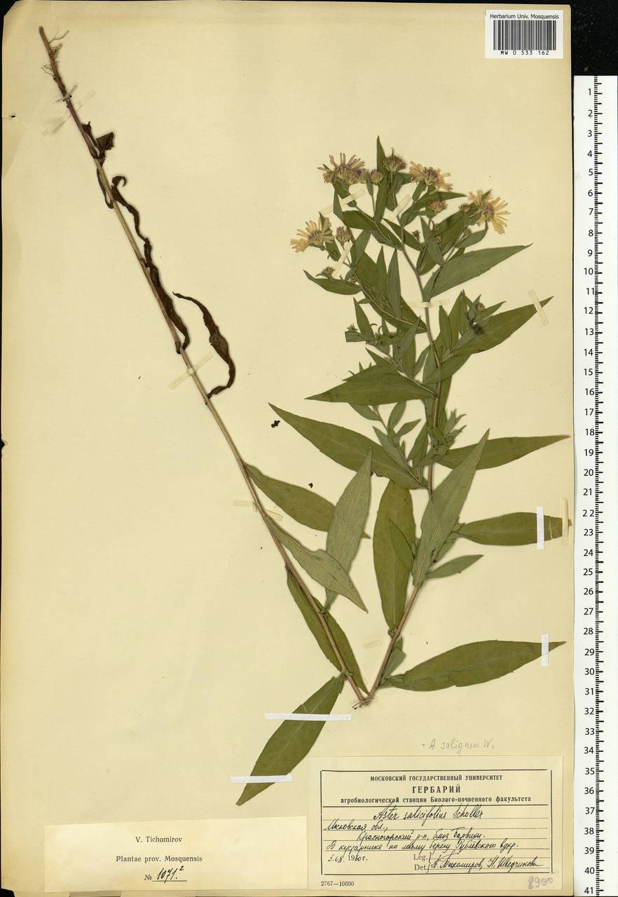 Symphyotrichum ×salignum (Willd.) G. L. Nesom, Eastern Europe, Moscow region (E4a) (Russia)