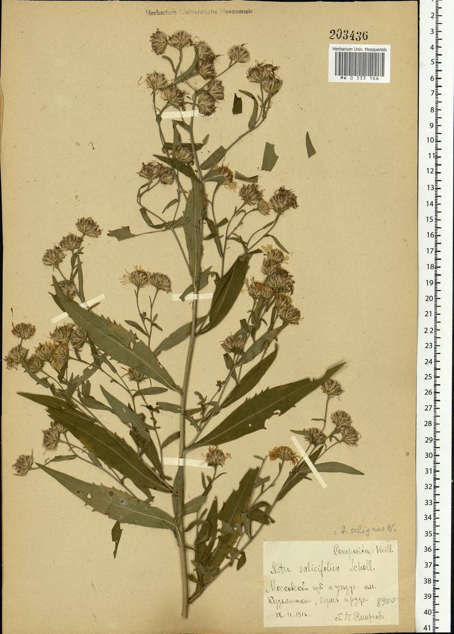 Symphyotrichum ×salignum (Willd.) G. L. Nesom, Eastern Europe, Moscow region (E4a) (Russia)