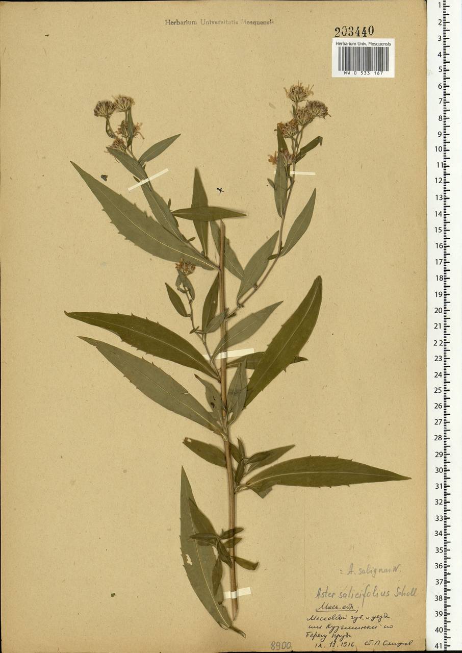 Symphyotrichum ×salignum (Willd.) G. L. Nesom, Eastern Europe, Moscow region (E4a) (Russia)