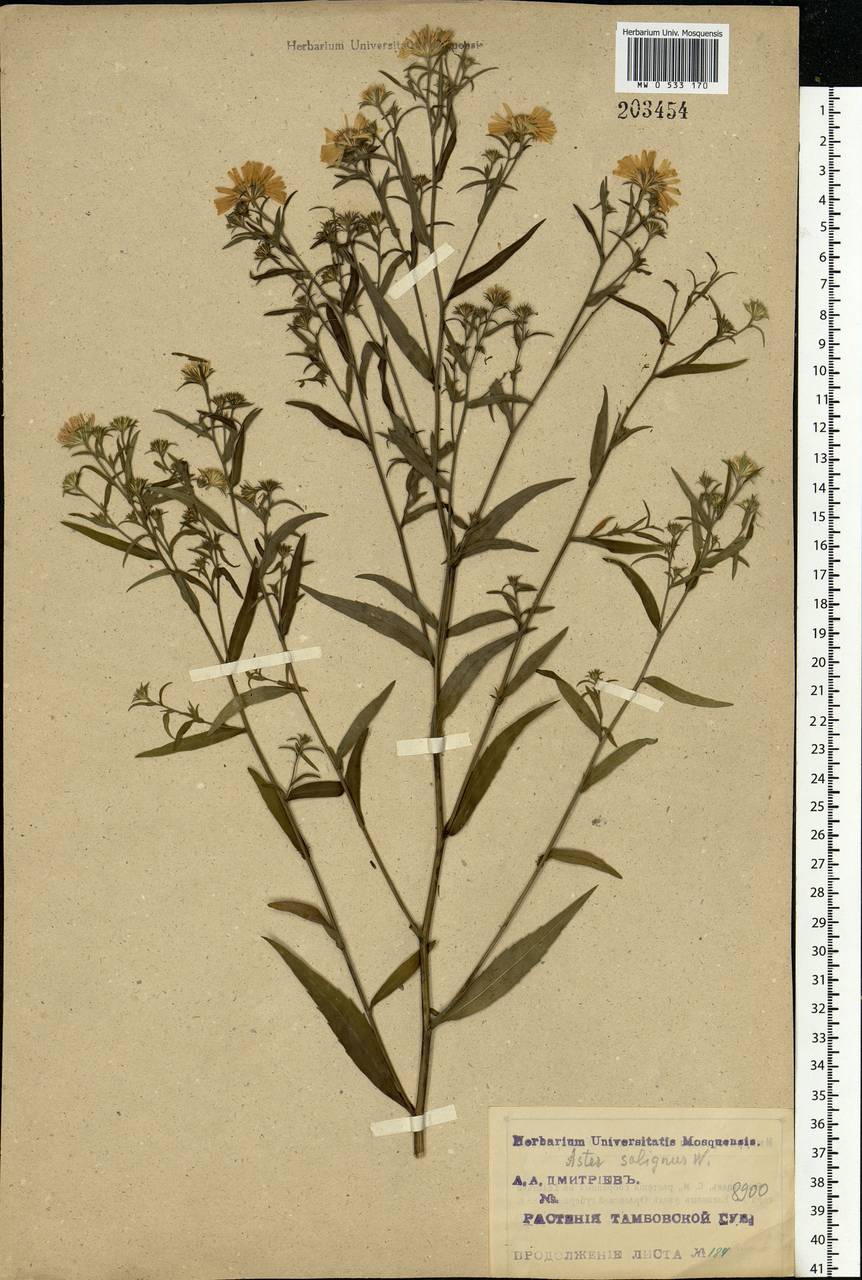 Symphyotrichum ×salignum (Willd.) G. L. Nesom, Eastern Europe, Central forest-and-steppe region (E6) (Russia)